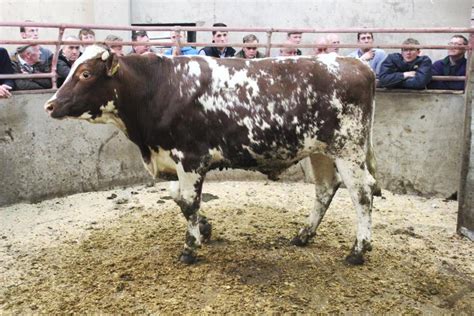 Cattle prices: fat cows in demand at Clogher Mart - Premium