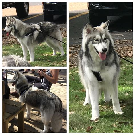 Alusky- Siberian Husky and Alaskan Malamute Mix | Malamute, Siberian husky, Alaskan malamute