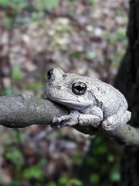 Gray treefrog (Hyla versicolor): At Home in the Greenbelt – Greenbelt ...