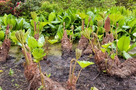 Wetland plants stock photo. Image of area, marshy, park - 31360464