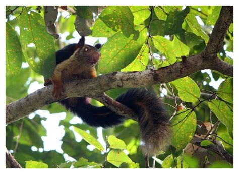 Wilderness Tales from Odisha: Presence & Range of Malabar Giant Squirrels in Odisha