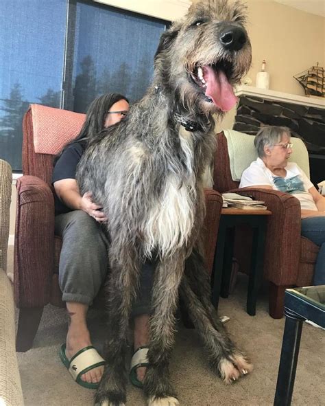 People Are Posting Hilarious Photos Of Their Irish Wolfhounds ...