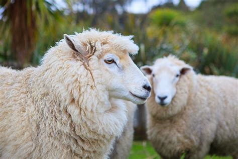 Wool & Animal Hair - Win-Win Textiles Showroom
