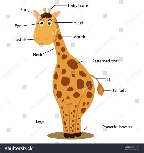 Illustrator Giraffe Body Part Stock Vector (Royalty Free) 357661325 ...