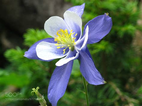 Photograph Colorado State Flower by Drew Frey on 500px