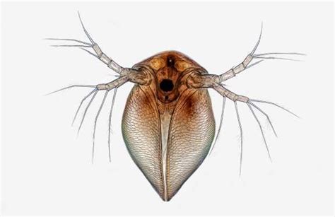 Image of Distinction: A Cladocera (water flea) magnified 10x. - Rogelio Moreno, Panama City ...