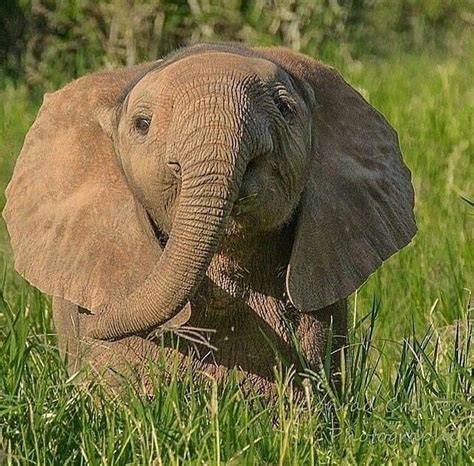 Peek-a-Boo Elephant Rescue, Elephant Camp, Elephant Lover, Elephant ...