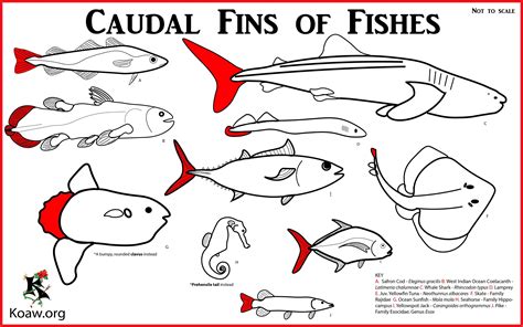 Koaw Illustrations Fish Identification - Morphology, Anatomy, Features & Facts of Fishes — Koaw ...