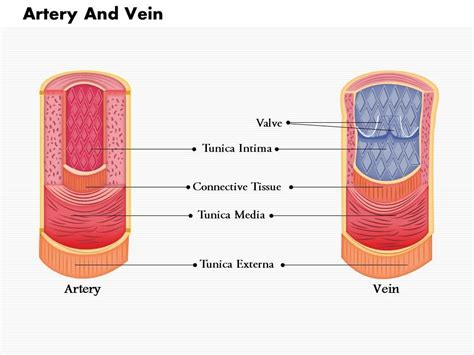 0814 Diagram Of Artery And Vein Medical Images For PowerPoint ...