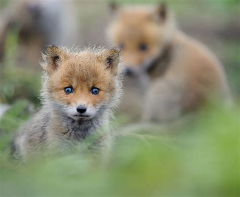 20 Adorable Baby Fox Photos | Cute overload - BabaMail