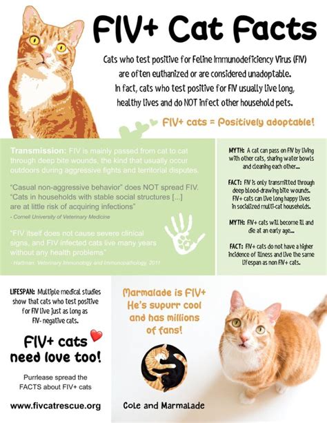 FIV Cat Facts - The Humane Society of Harford County