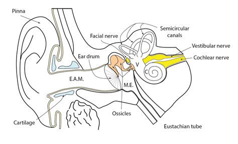 Normal ear anatomy | enteducationswansea