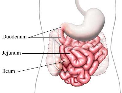 Small intestine. Causes, symptoms, treatment Small intestine