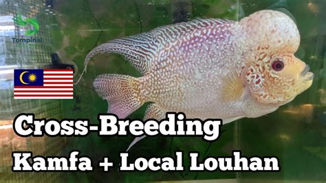 Cross Breeding Flowerhorn | Kamfa Thailand + Malaysia - YouTube