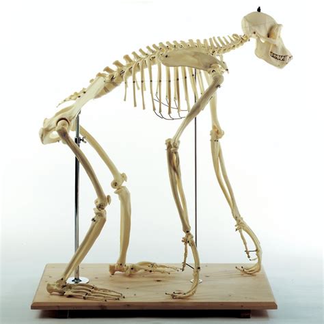 Somso Chimpanzee Skeleton, Articulated, Plastic | Carolina Biological ...