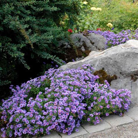 Aster Wood's Light Blue - Shop Sugar Creek Gardens