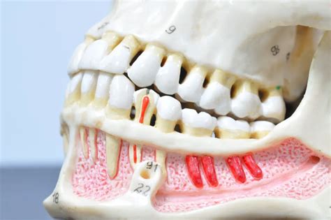 The Anatomy of Your Teeth - West Palm Beach Dentist