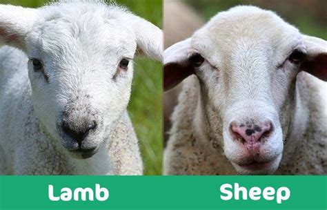 Difference Between Lamb And Sheep: Differences, Pros & Cons - whoopzz