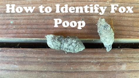 How To Identify Fox Poop - YouTube