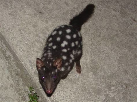 Quoll Pictures - AZ Animals