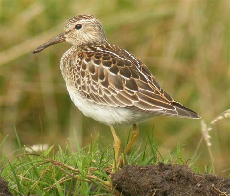 beauty sandpiper bird | Okay Wallpaper