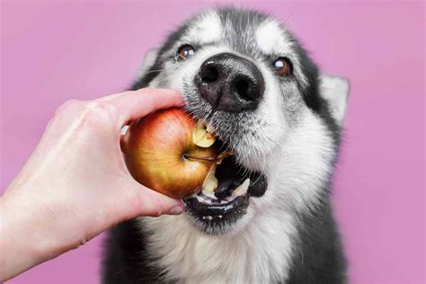 Can Dogs Eat Apples | Pet Friendly House