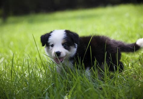 Border Collie Puppies For Sale In Oregon