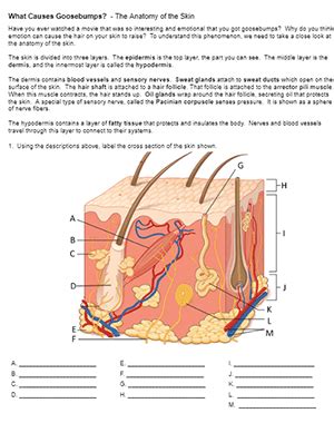 What Causes Goosebumps? – Anatomy of Pores and skin ...