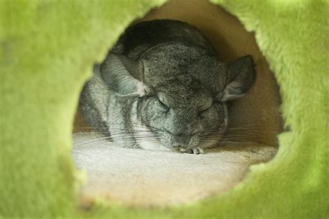 Chinchilla Sleeping | ubicaciondepersonas.cdmx.gob.mx