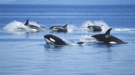 Video Shows Pod of 30 Killer Whales 'Playing' in Monterey Bay - Men's Journal