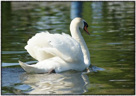 portraits of HIS handiwork: Mute Swans and Cygnets