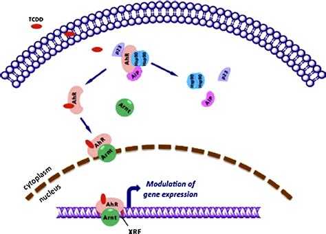 Canonical AhR signalling pathway. See text for details (AhR ...