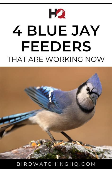 The 4 Blue Jay Feeders Working Best For Me (2021) - Bird Watching HQ | Blue jay feeder, Blue jay ...