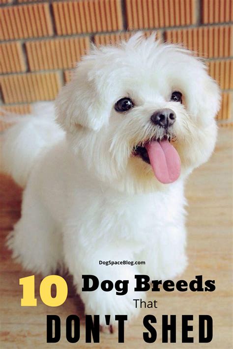 Top 10 Dog Breeds That Don't Shed | DogSpaceBlog | Filhotes de cachorro ...