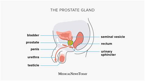 Prostate Gland Anatomy