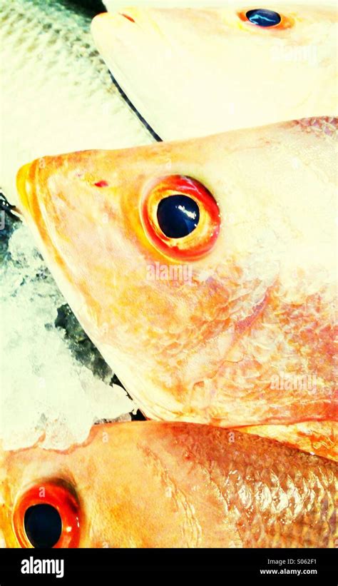 Scary dead fish hi-res stock photography and images - Alamy