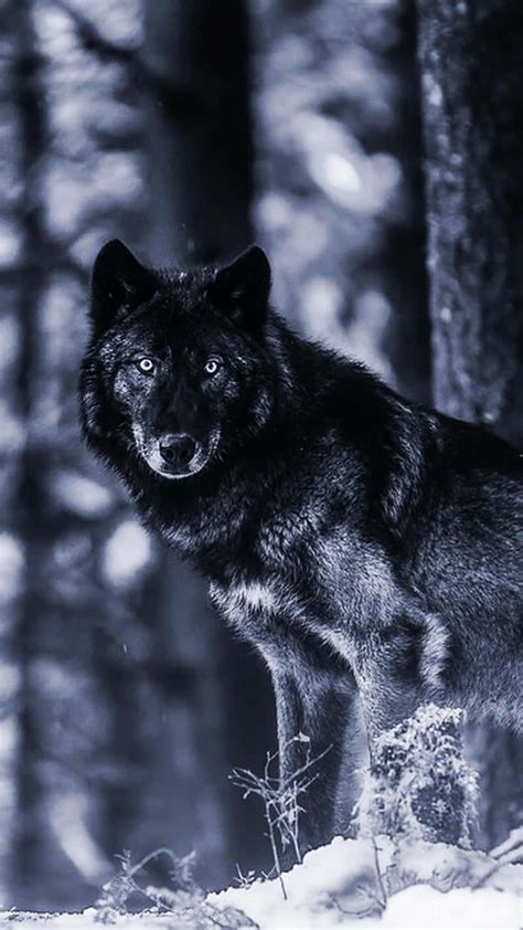 Download A Black Wolf Standing In The Snow Wallpaper | Wallpapers.com