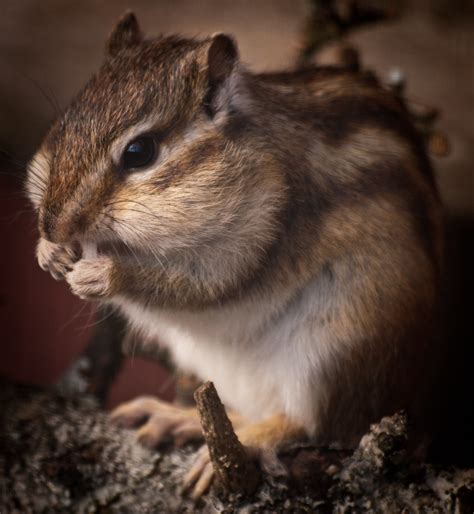 Siberian Chipmunk | Siberian chipmunk eating fruit at Marwel… | Flickr