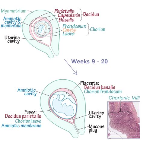 Embryology Glossary: Placenta Development | Draw It to Know It