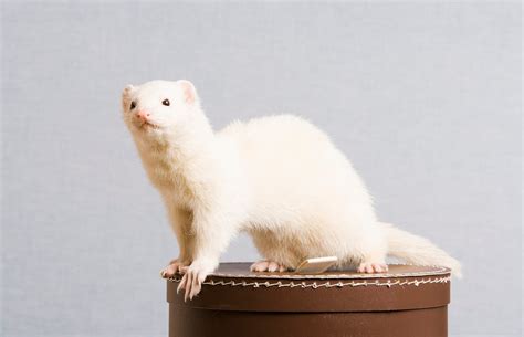 The Different Types Of Domesticated Pet Ferrets | atelier-yuwa.ciao.jp