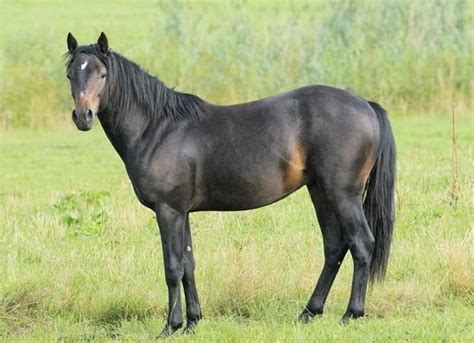 5 Native Irish Horse Breeds