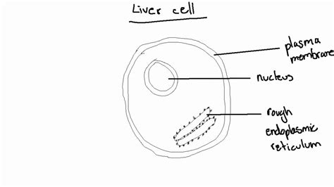 IB Biology Topic 2.3.1 Drawing a Liver Cell - YouTube