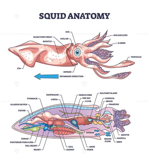 Diagram of a squid anatomy, detailed illustration in 2 parts