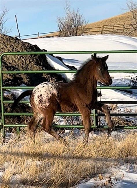 Homozygous Few Spot Leopard Appaloosa Stallion Producing Quality Foals