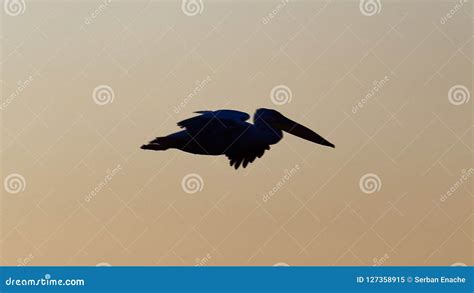 Pelican Silhouette Against Sunset Sky Stock Image - Image of river ...