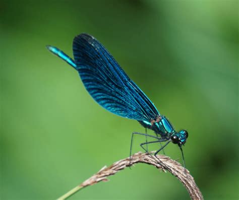 Blue Dragonfly Meaning and Symbolism: Explained