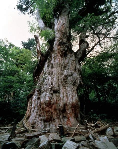 Pin on STROMY... Trees...