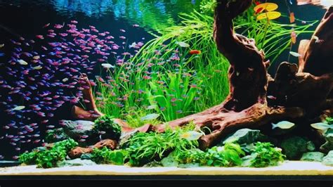 Tetra Starter Line 54l Aquarium