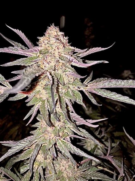 Peanut Butter Breath Bx2 Seeds - Cannabis Horticultural Association