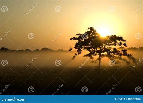 Tree Silhouette Sunrise Stock Image - Image: 770811